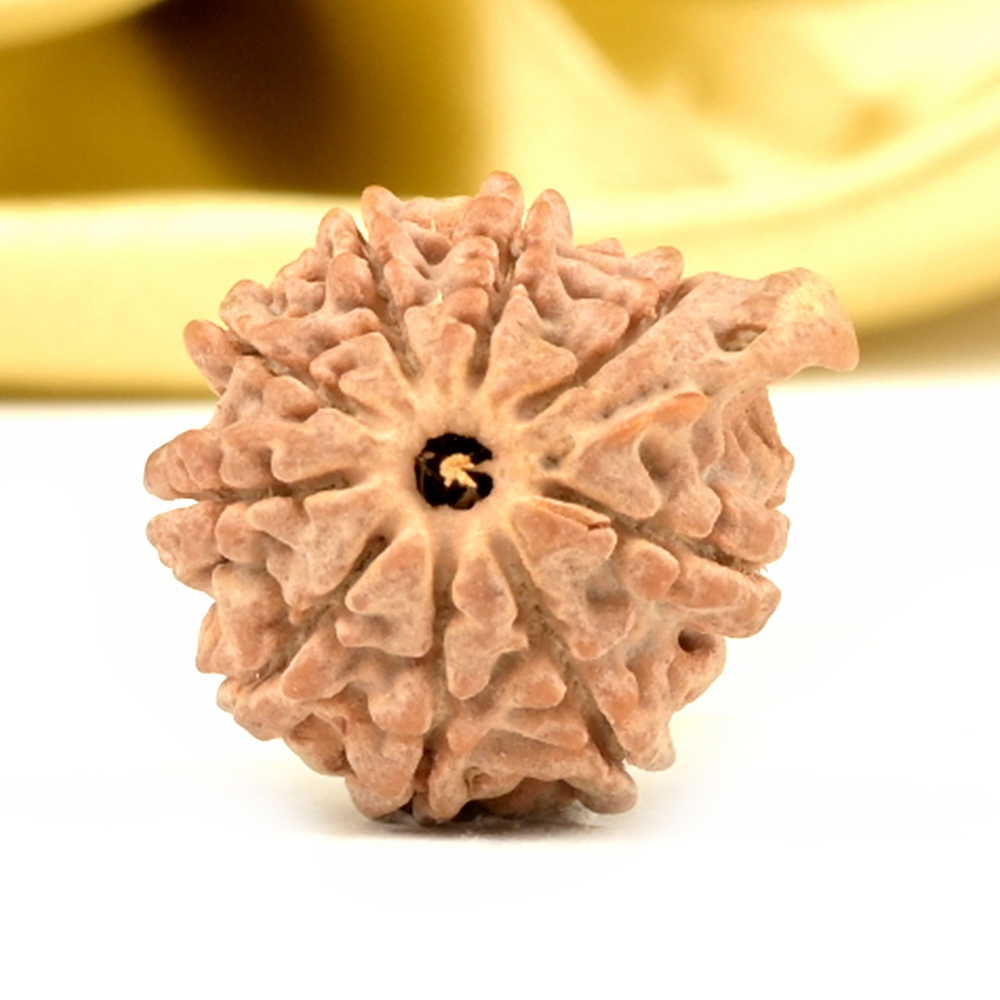Ganesh Rudraksha 9 Mukhi from Nepal Small - I