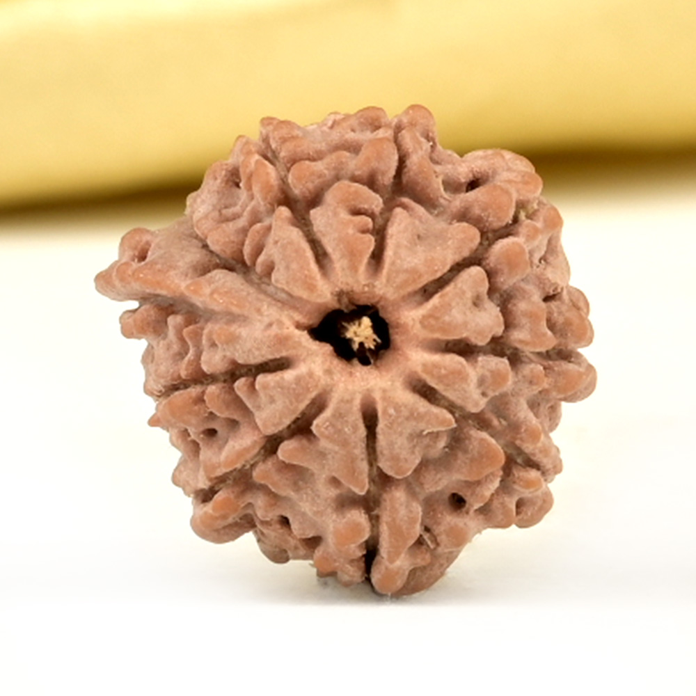 Ganesh Rudraksha 9 Mukhi from Nepal Small - II