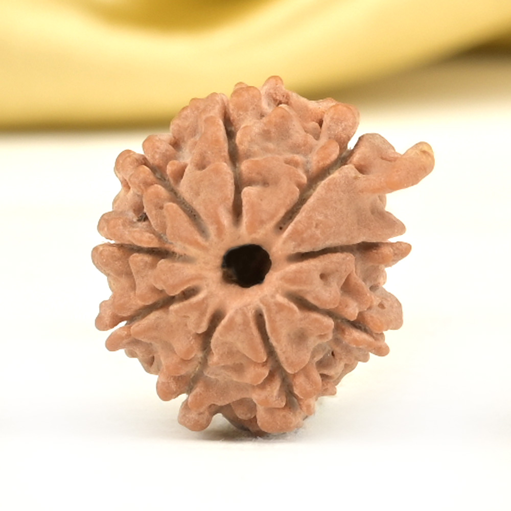 Ganesh Rudraksha 9 Mukhi from Nepal Small - III