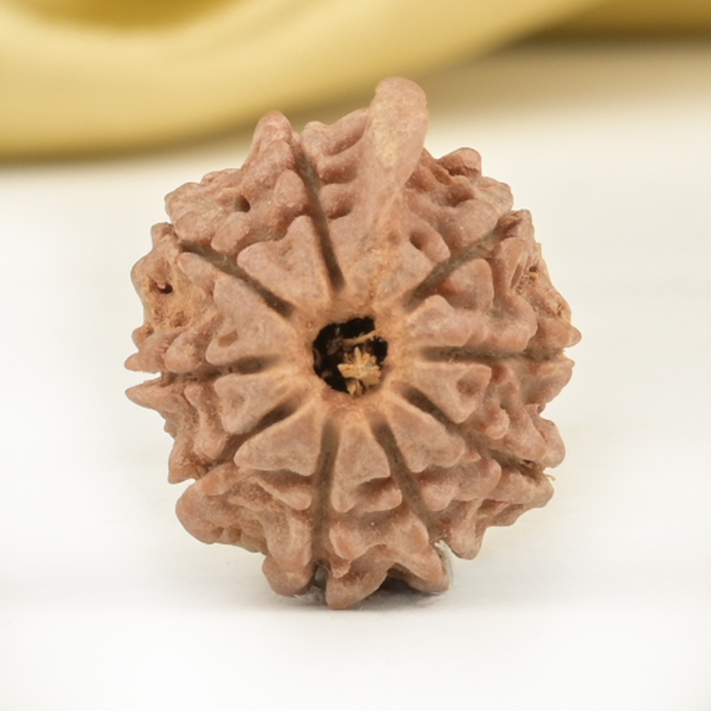 Ganesh Rudraksha 9 Mukhi from Nepal Small - IV
