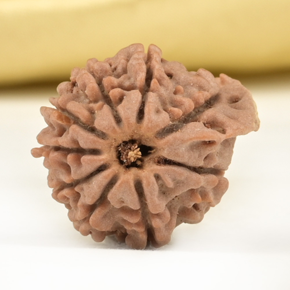 Ganesh Rudraksha 9 Mukhi from Nepal Small - V