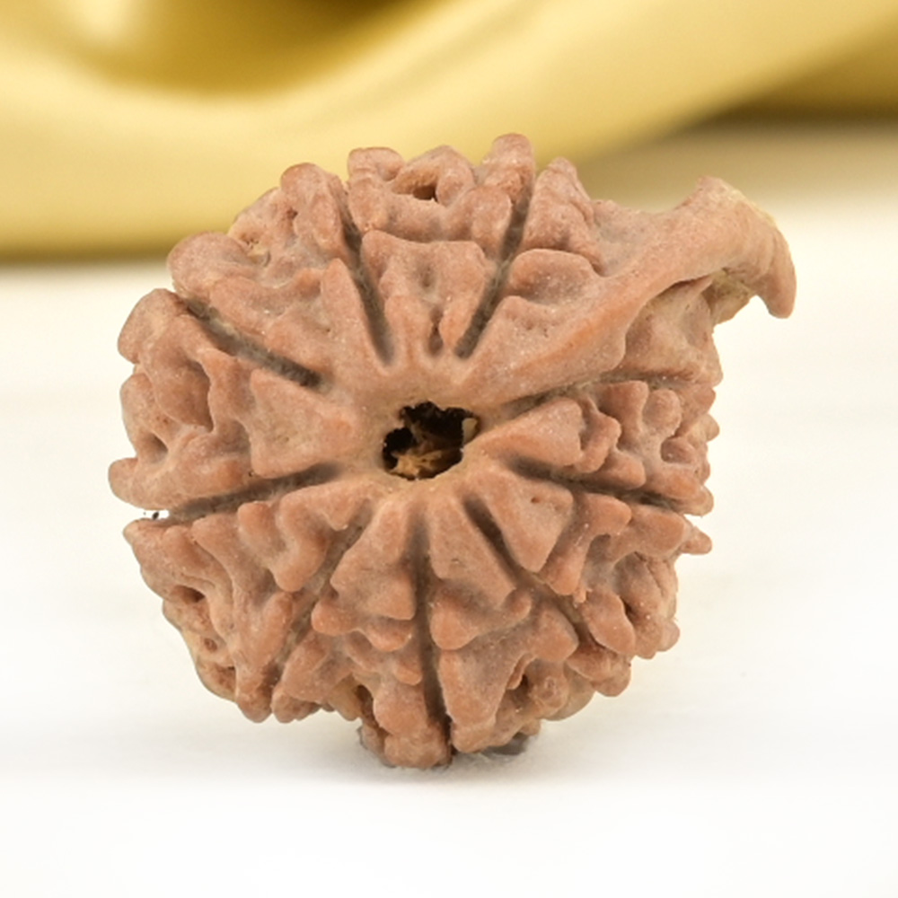 Ganesh Rudraksha 9 Mukhi from Nepal Small - VI