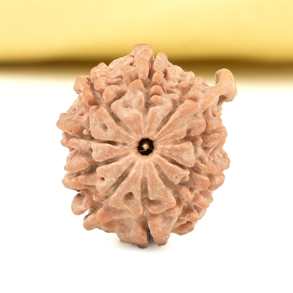 Ganesh Rudraksha 10 Mukhi from Nepal Small - I