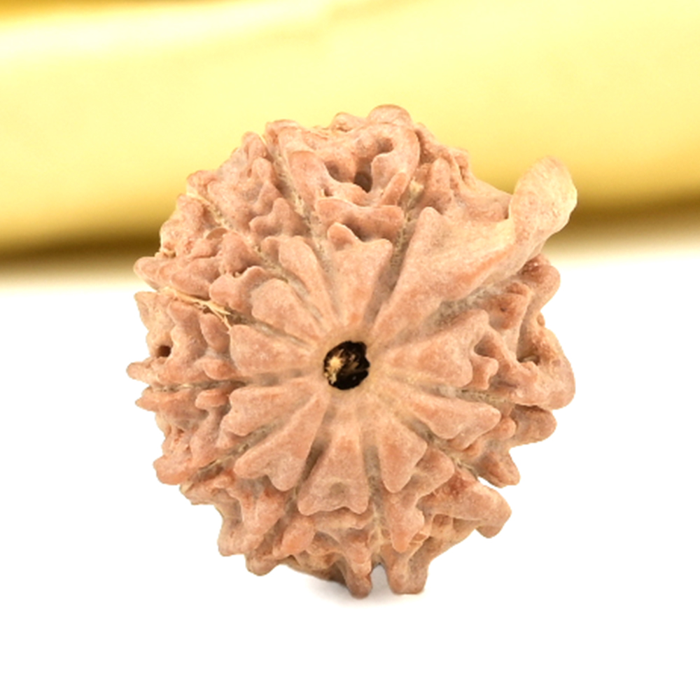 Ganesh Rudraksha 11 Mukhi from Nepal Small - III