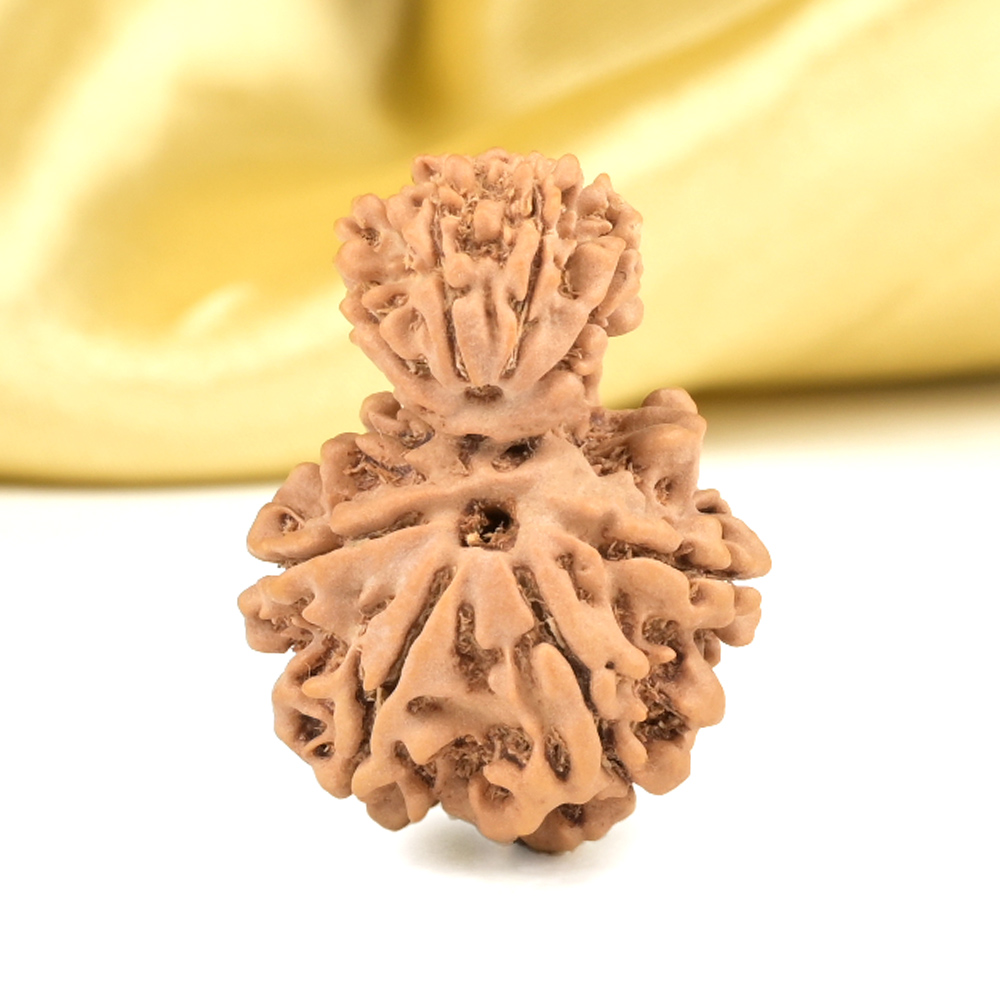 Garbh Gauri 8 Mukhi from Nepal Small - I