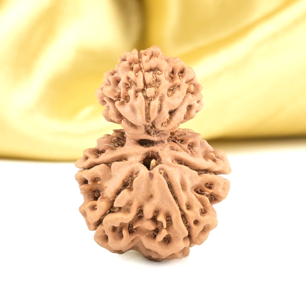 Garbh Gauri 8 Mukhi from Nepal Small - II