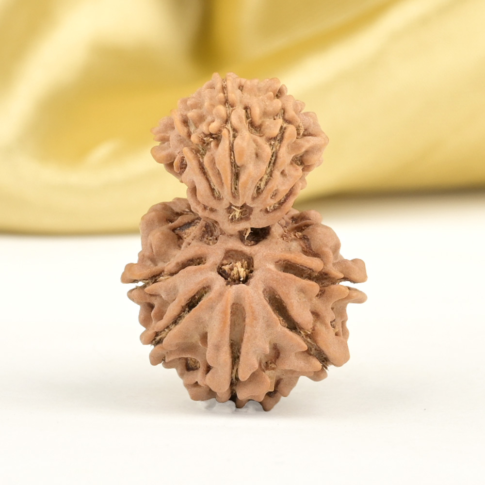 Garbh Gauri 10 Mukhi from Nepal Small - III