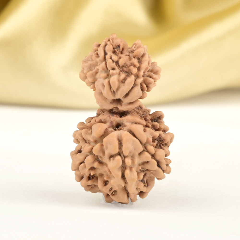 Garbh Gauri 10 Mukhi from Nepal Small - IV