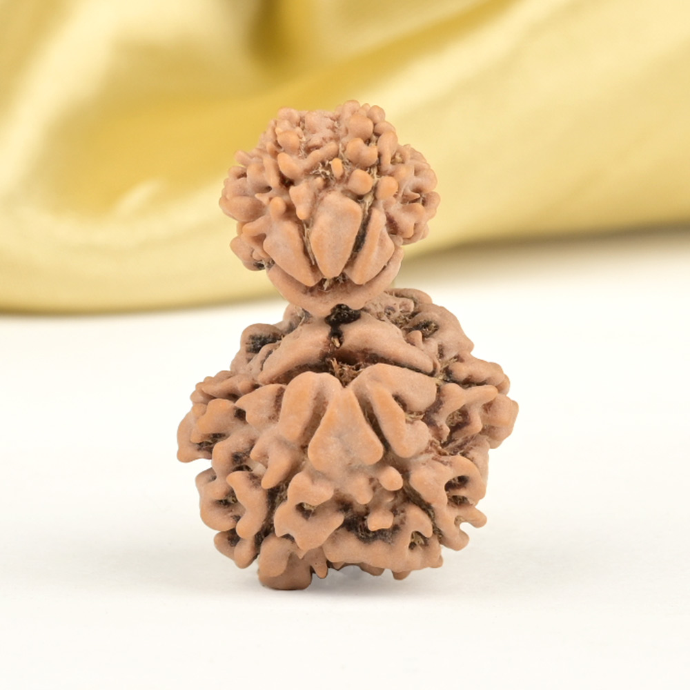 Garbh Gauri 10 Mukhi from Nepal Small - V