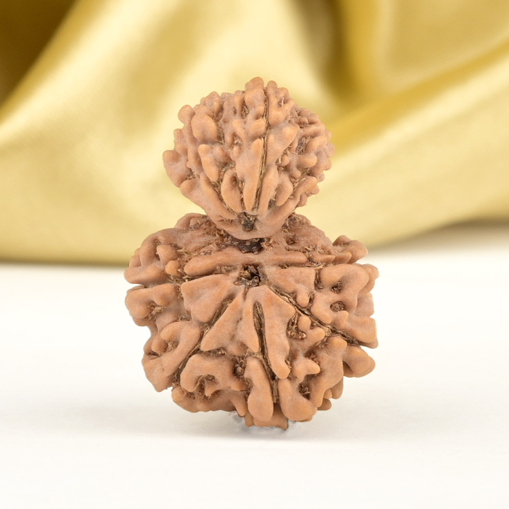 Garbh Gauri 10 Mukhi from Nepal Small - VI