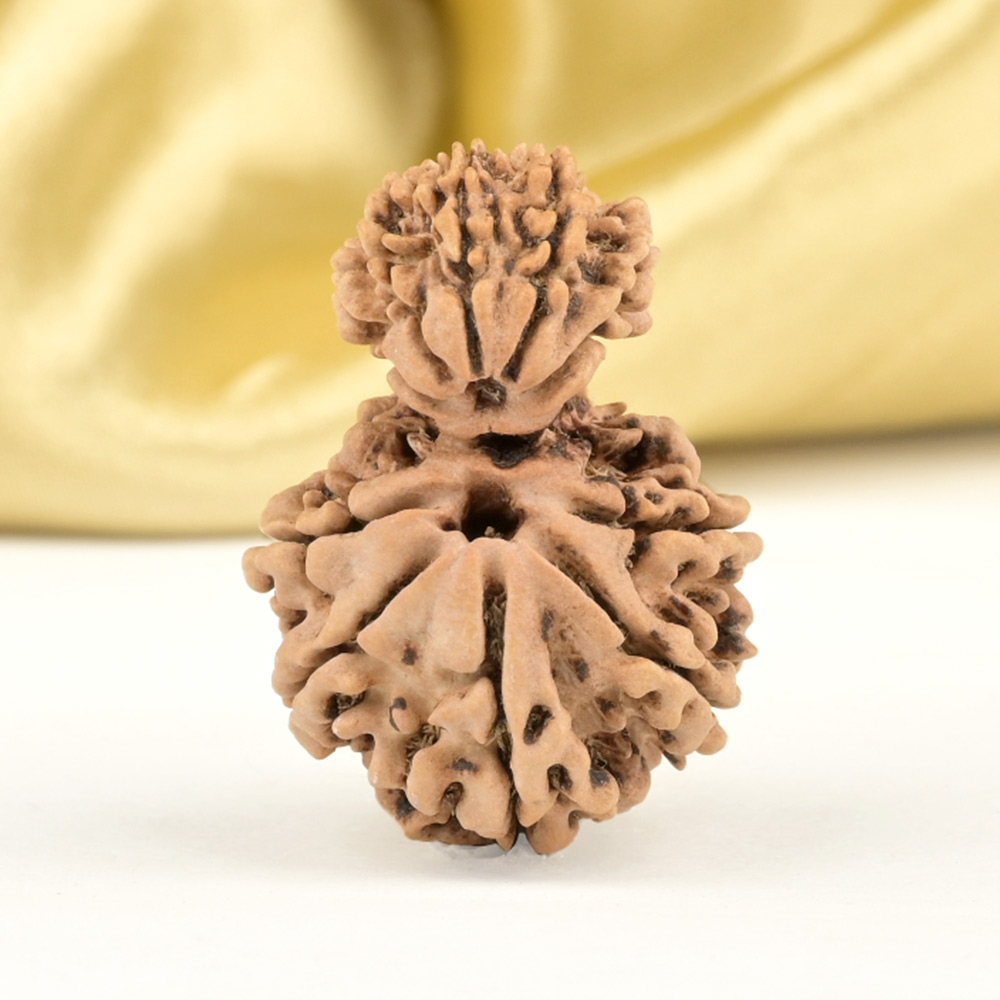 Garbh Gauri 10 Mukhi from Nepal - V