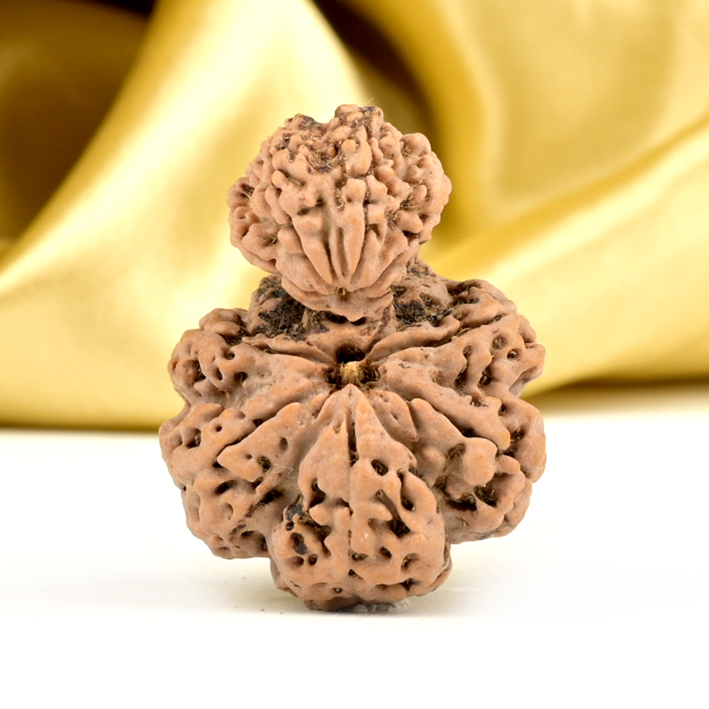 Garbh Gauri 10 Mukhi from Nepal - VI