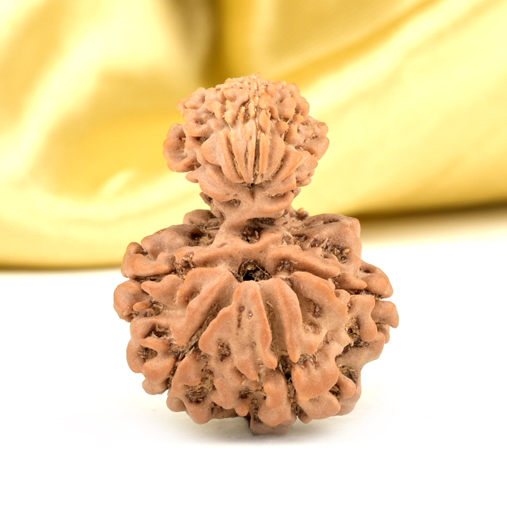 Garbh Gauri 11 Mukhi from Nepal Small - II