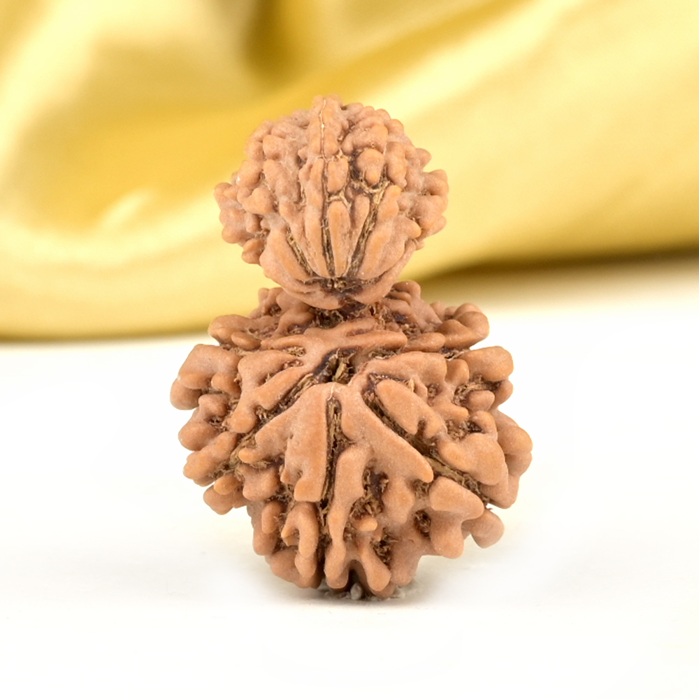 Garbh Gauri 12 Mukhi from Nepal Small - II