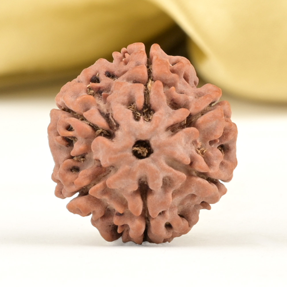 Collector 6 Mukhi from Nepal - CCIII