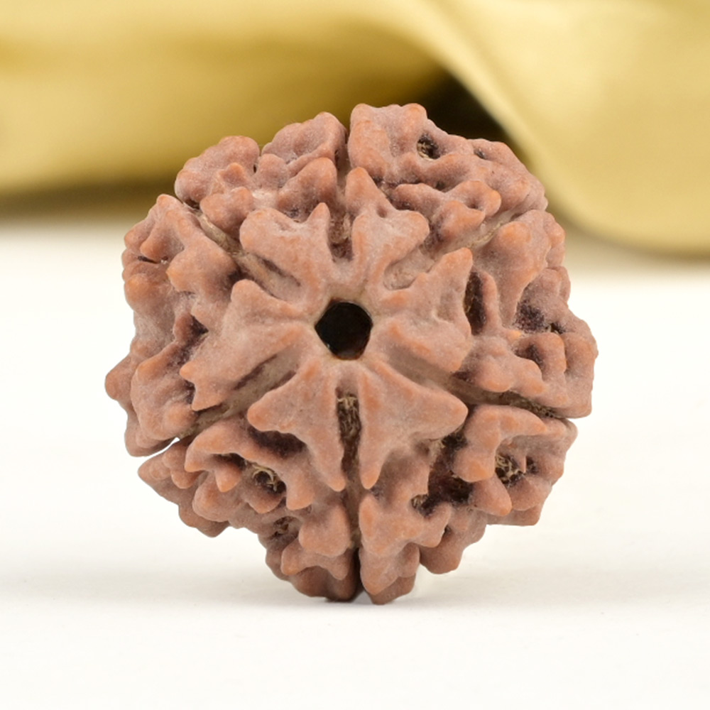 Collector 6 Mukhi from Nepal - CCIV