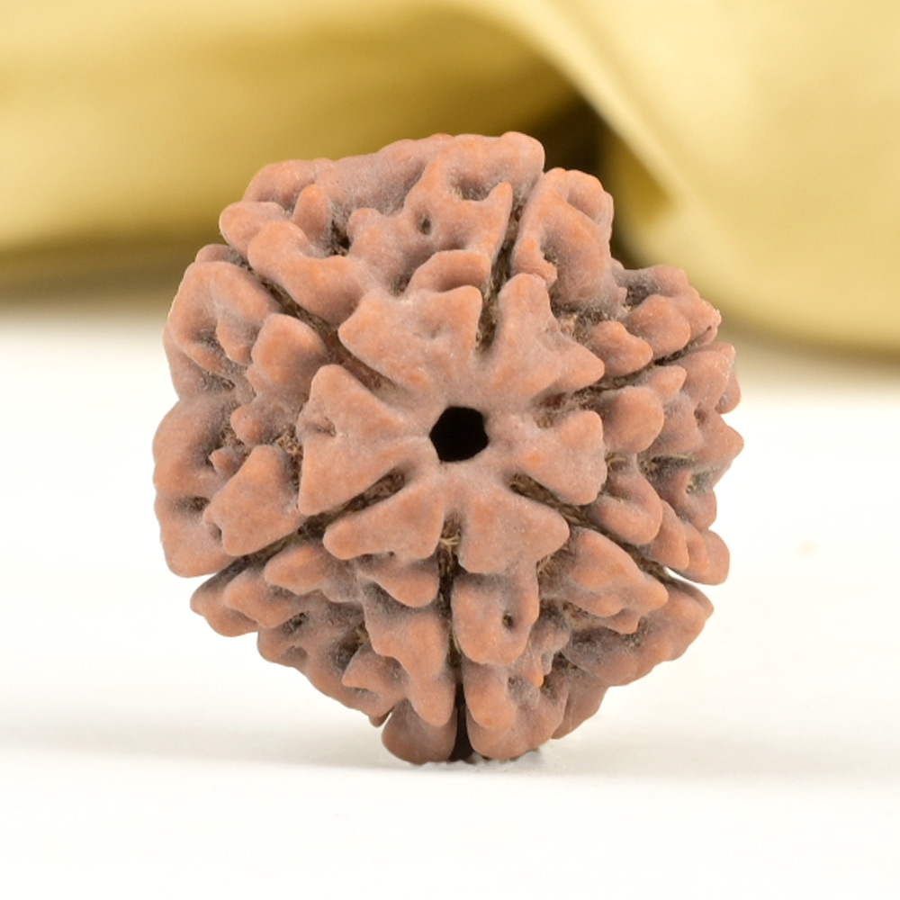 Collector 6 Mukhi from Nepal - CCV