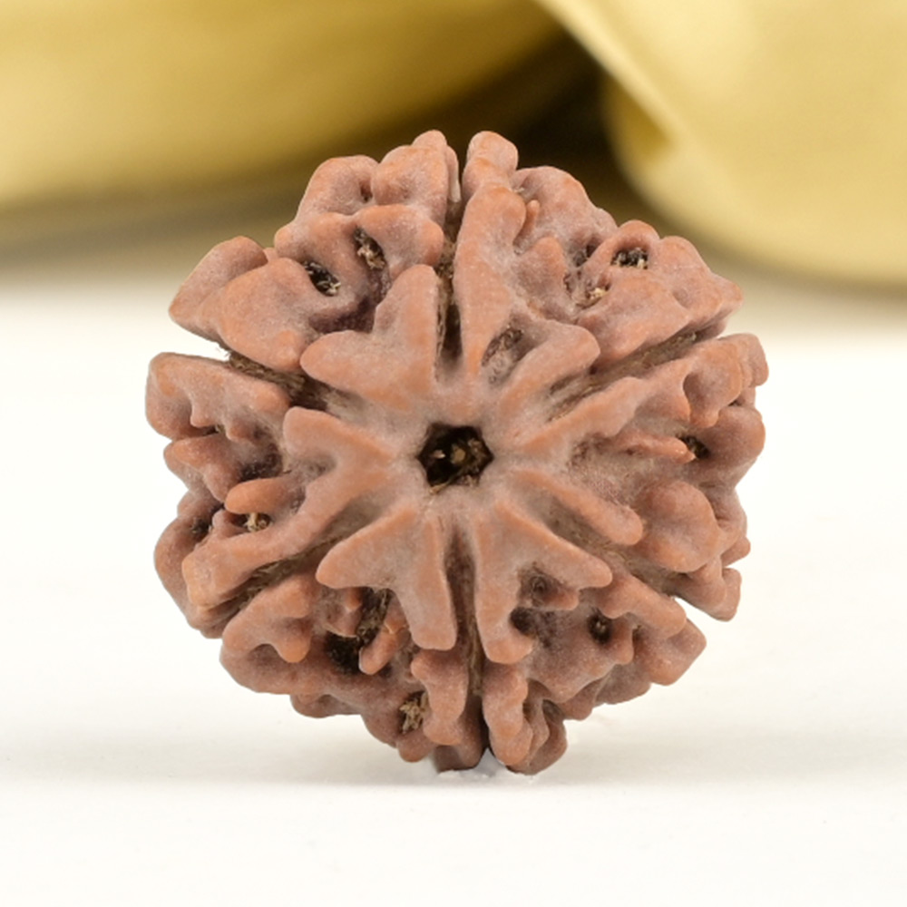 Collector 6 Mukhi from Nepal - CCVI