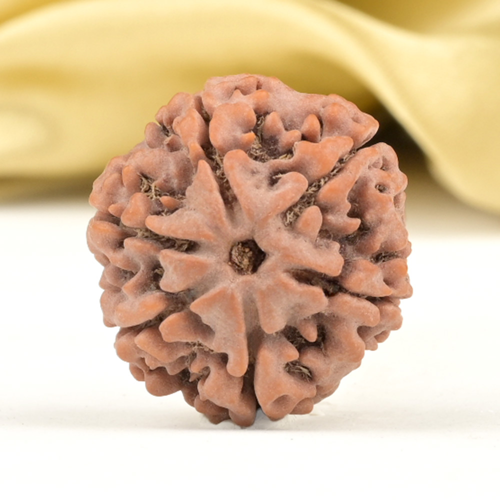 Collector 6 Mukhi from Nepal - CCVII