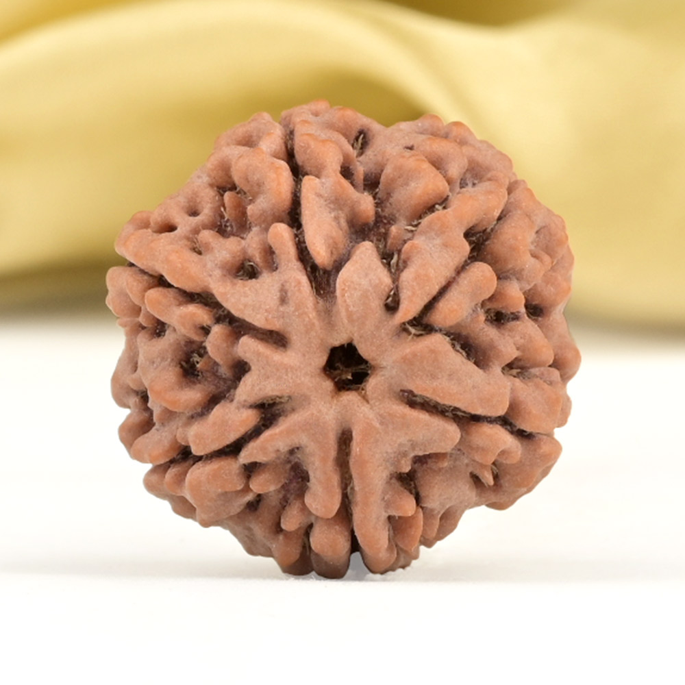 Collector 6 Mukhi from Nepal - CCVIII