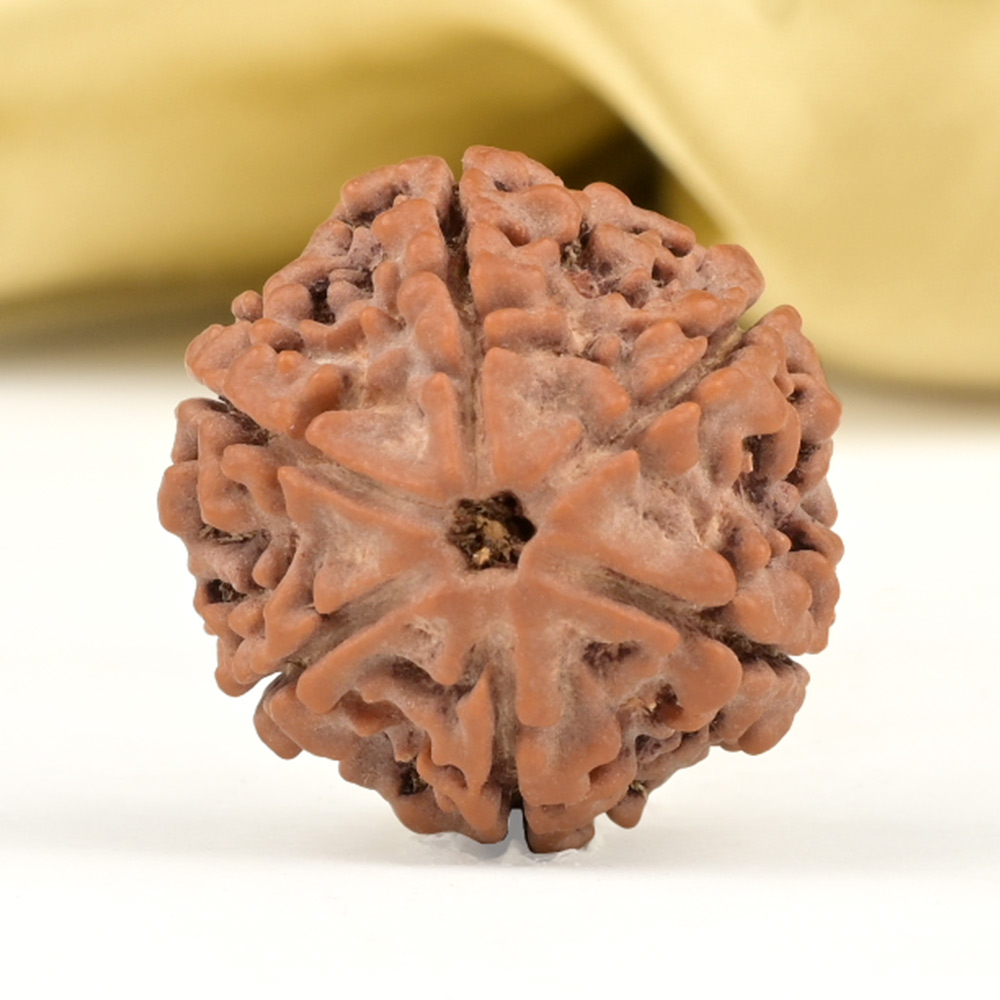 Collector 6 Mukhi from Nepal - CCIX