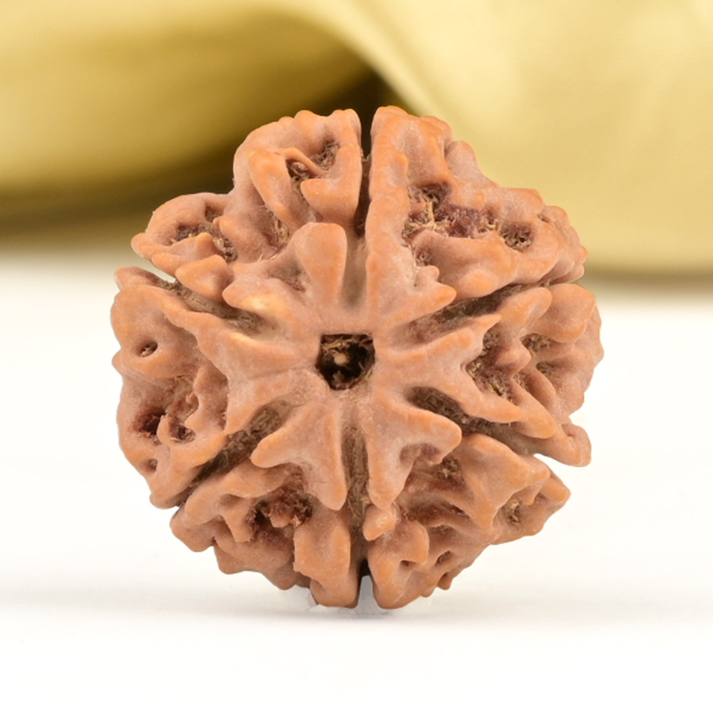 Collector 6 Mukhi from Nepal - CCX