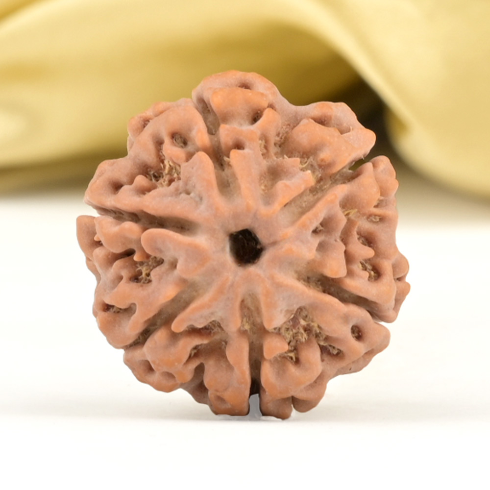 Collector 6 Mukhi from Nepal - CCXI