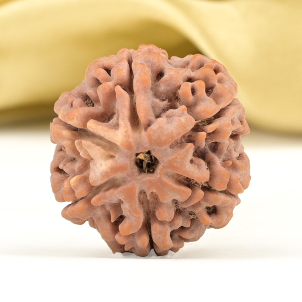 Collector 6 Mukhi from Nepal - CCXII