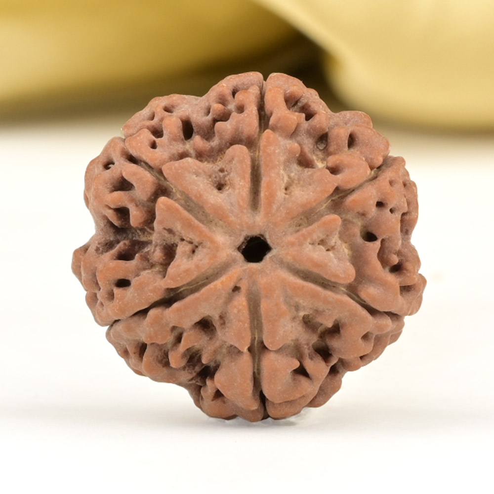 Collector 6 Mukhi from Nepal - CCXIII