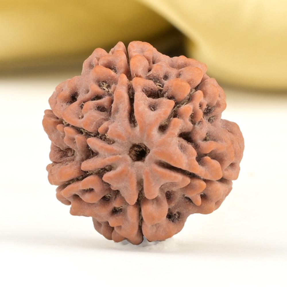 Collector 6 Mukhi from Nepal - CCXIV