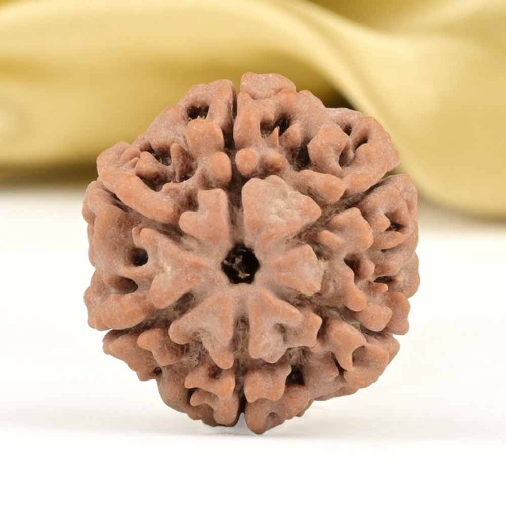 Collector 6 Mukhi from Nepal - CCXV