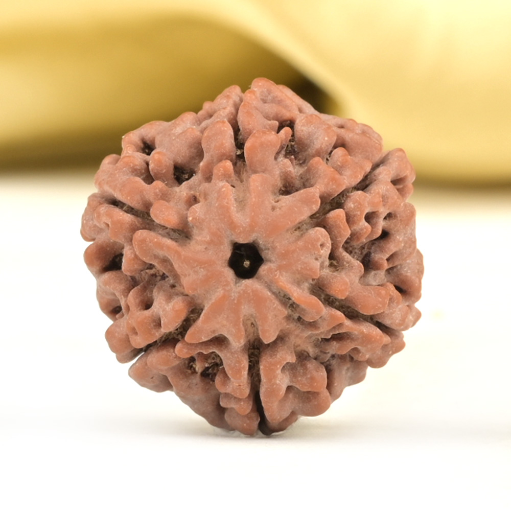 Collector 6 Mukhi from Nepal - CCXVI