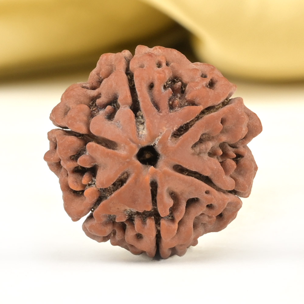 Collector 6 Mukhi from Nepal - CCXVII