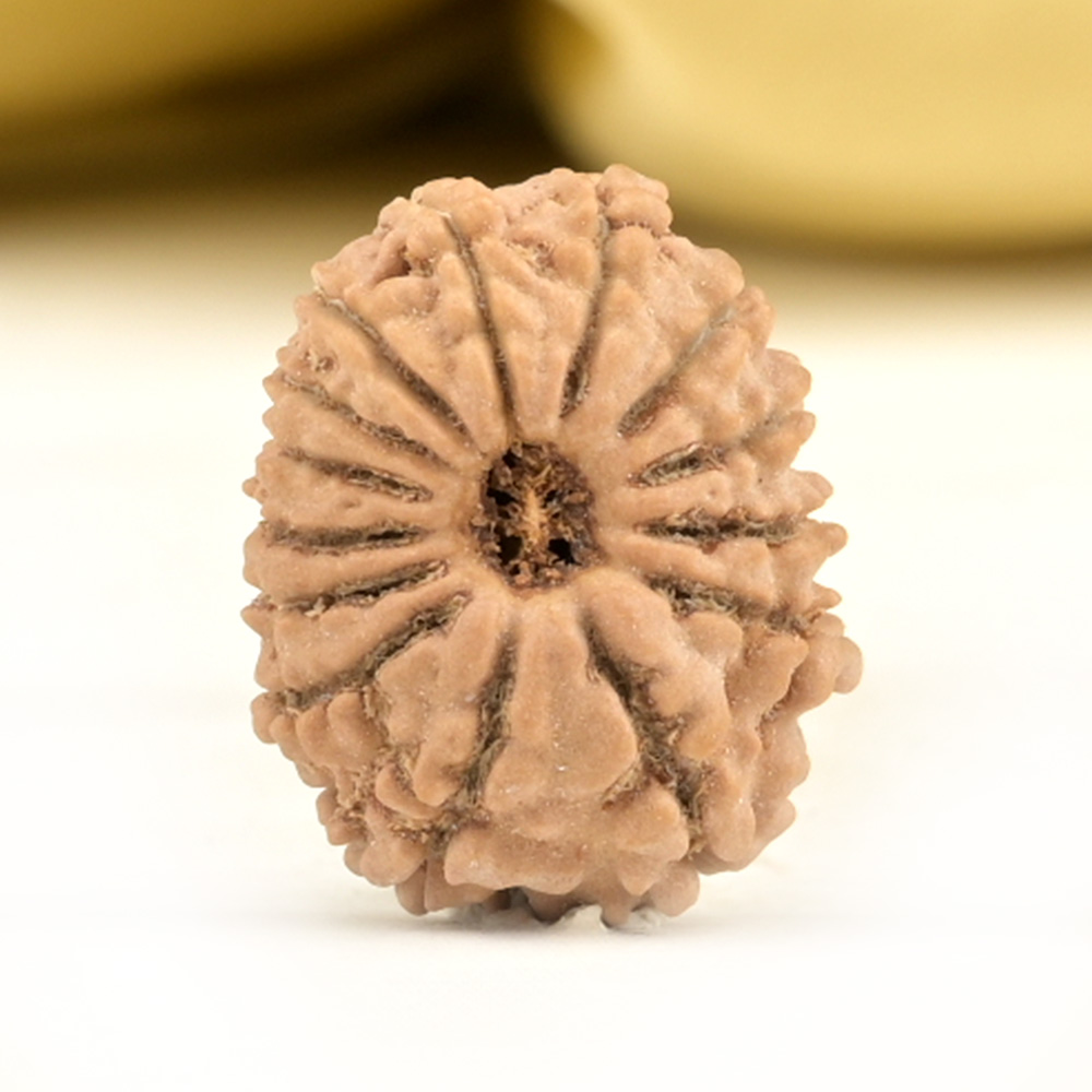 14 Mukhi from Nepal Small - CCXLVI