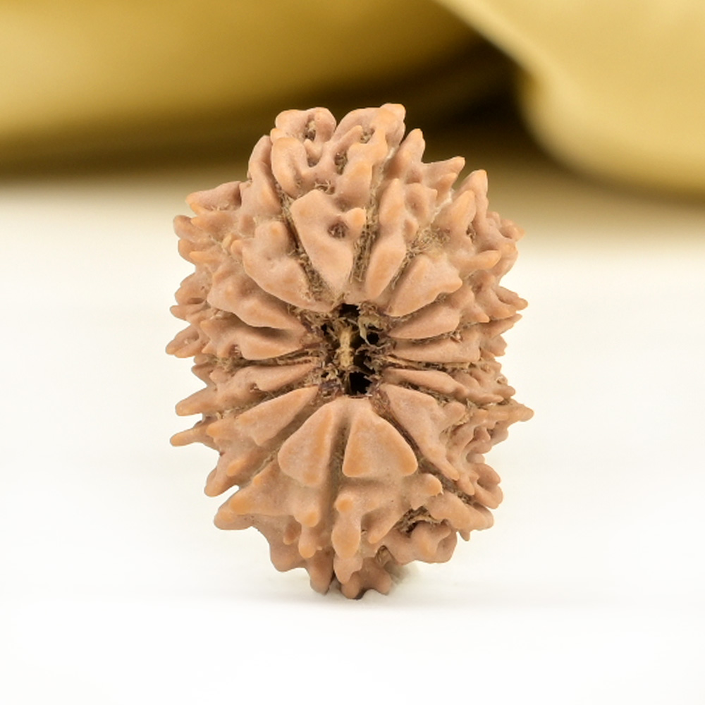 14 Mukhi from Nepal Small - CCXLVII