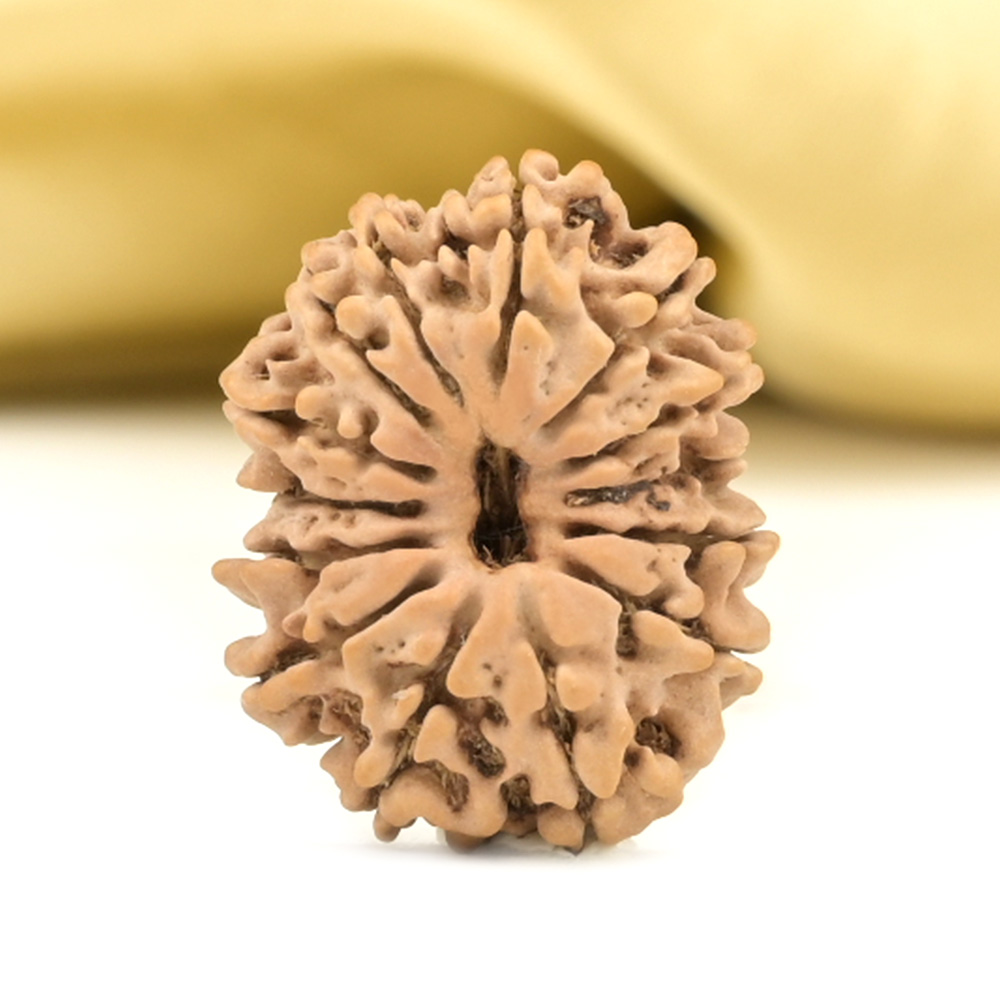 14 Mukhi from Nepal Small - CCXLVIII