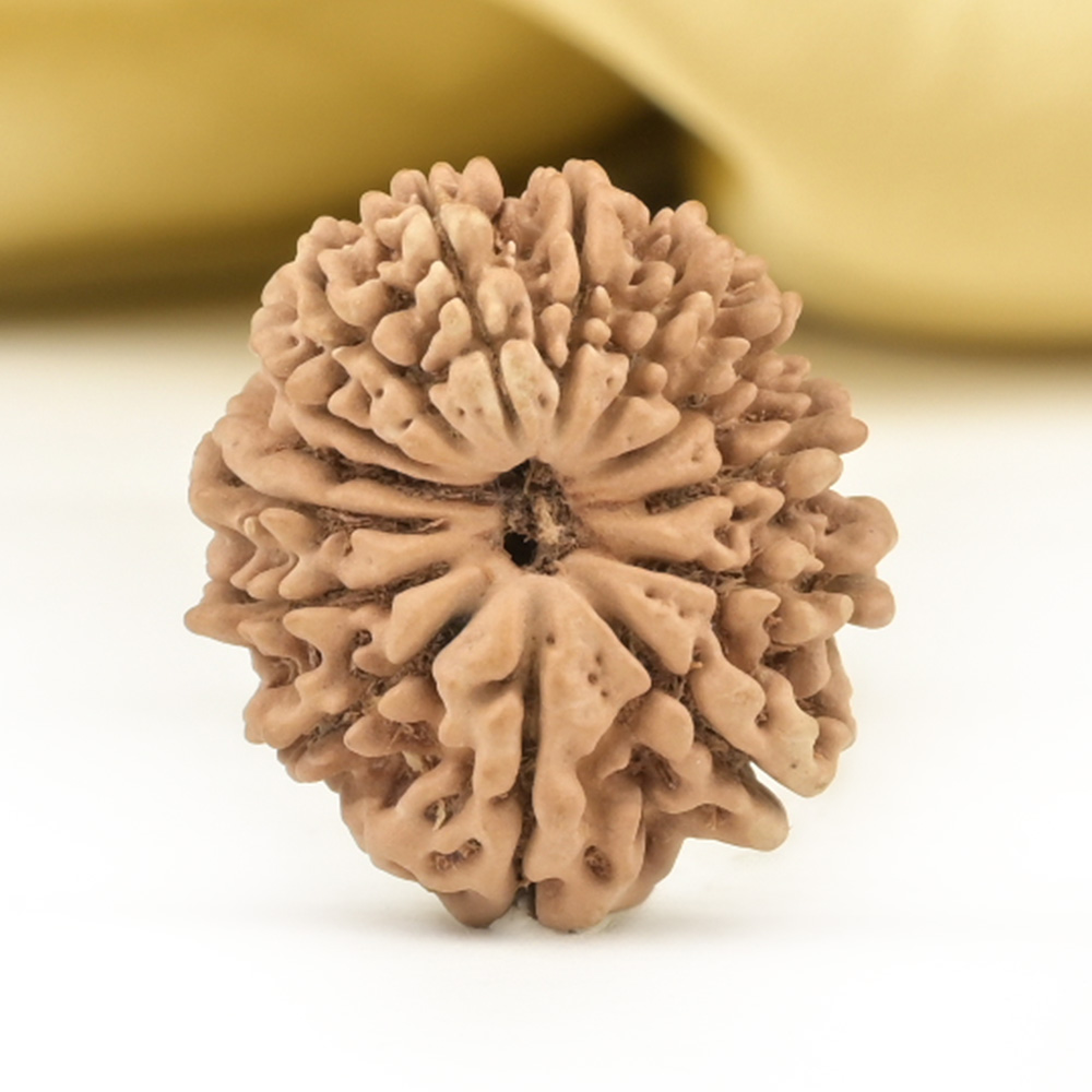 14 Mukhi from Nepal Small - CCXLIX