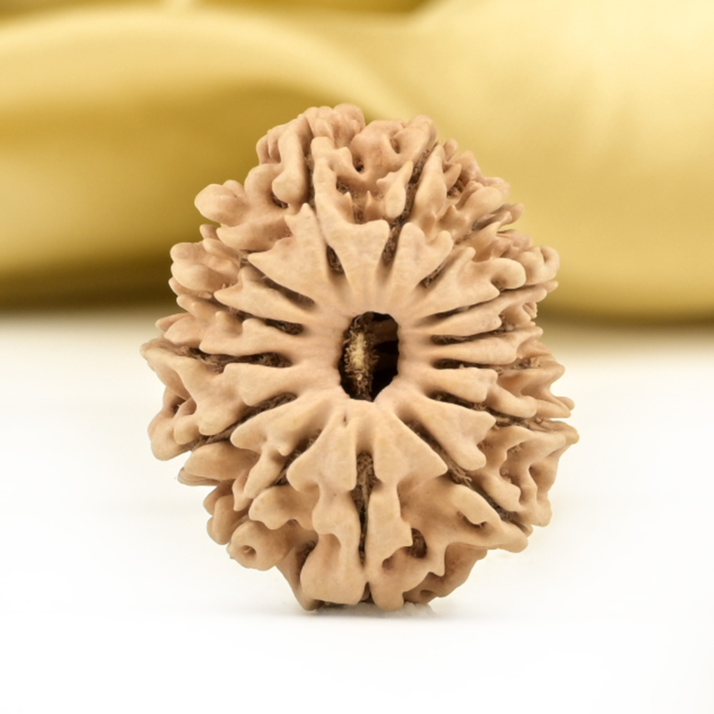 14 Mukhi from Nepal Small - CCL