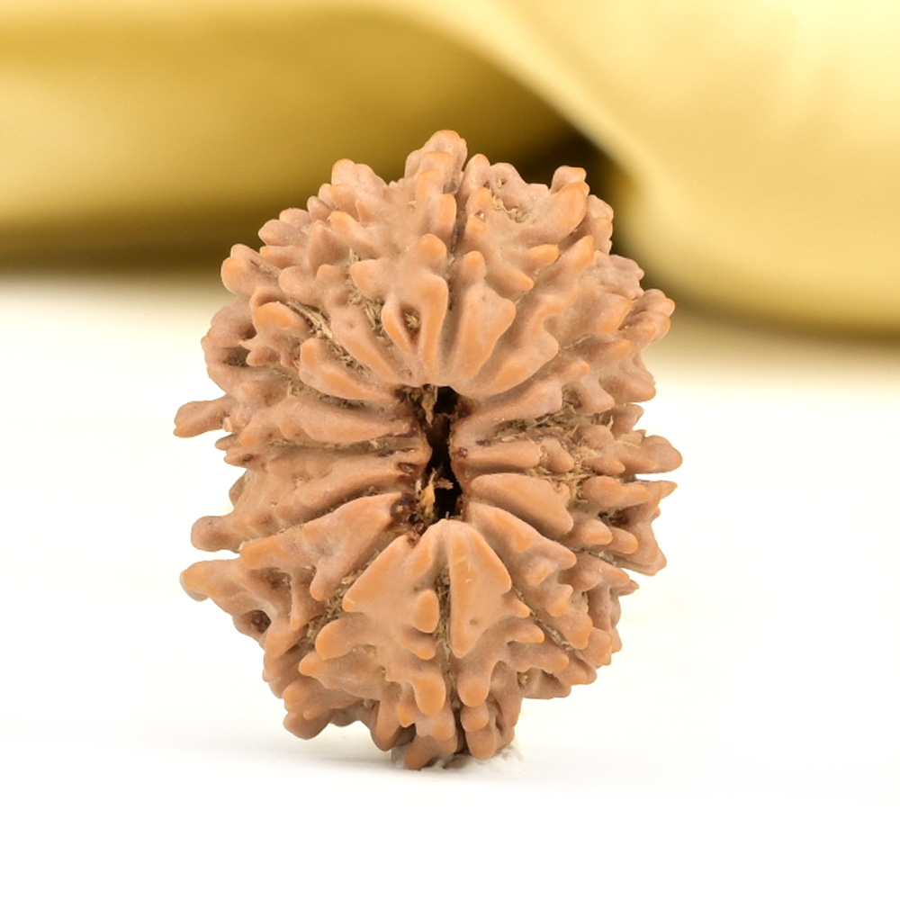 14 Mukhi from Nepal Small - CCLI