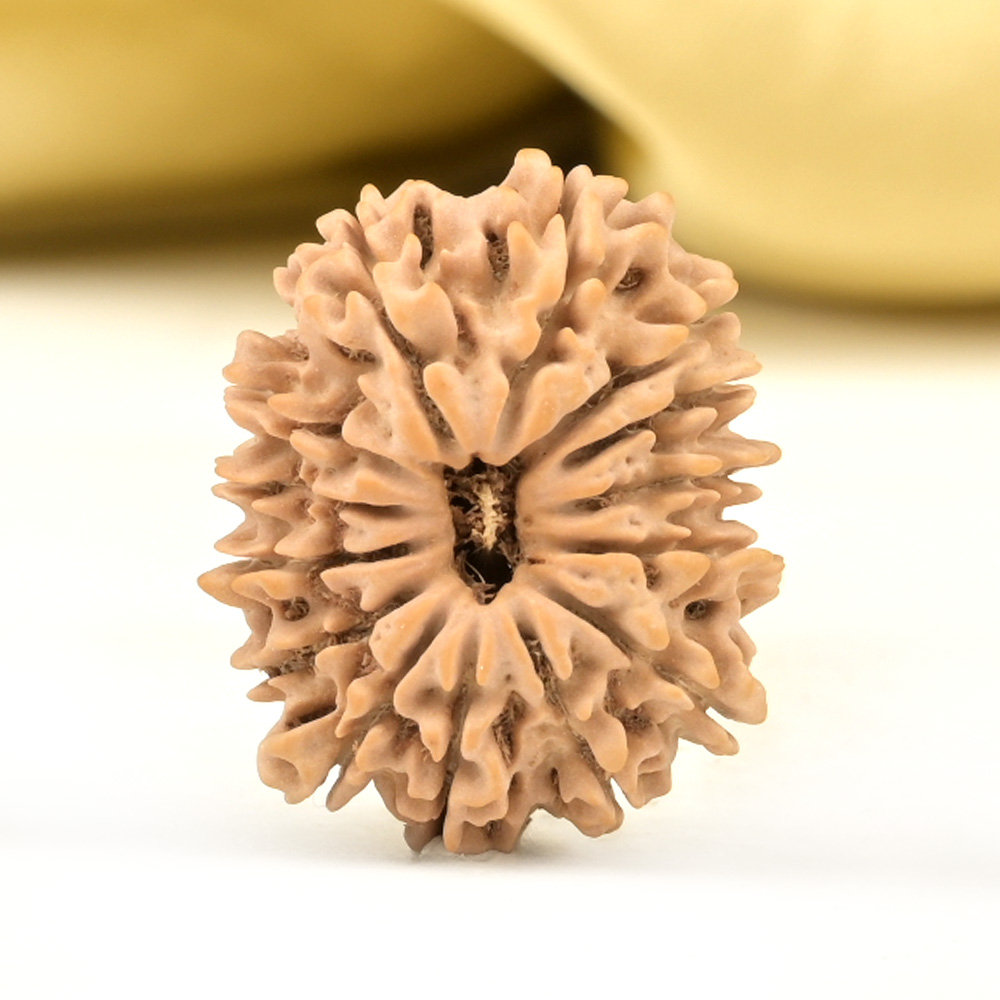 14 Mukhi from Nepal Small - CCLII