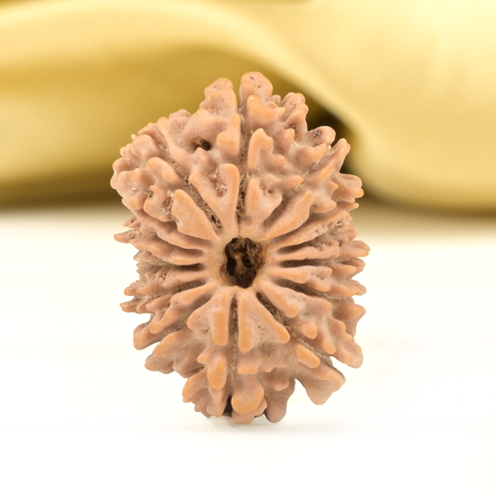 14 Mukhi from Nepal Small - CCLIII