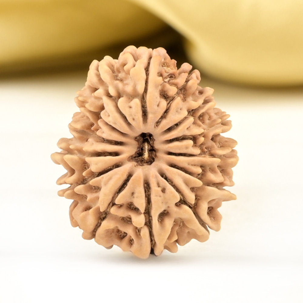 14 Mukhi from Nepal Small - CCLIV