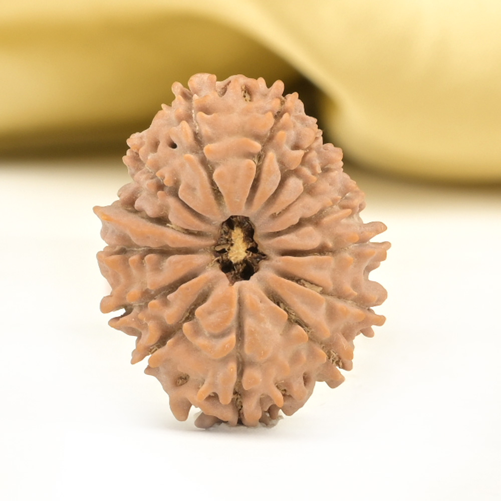 14 Mukhi from Nepal Small - CCLV