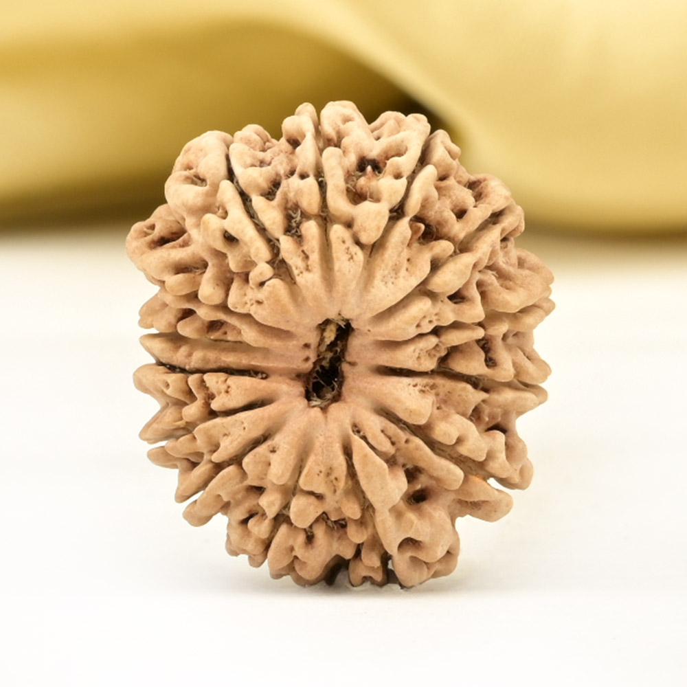 14 Mukhi from Nepal Small - CCLVI