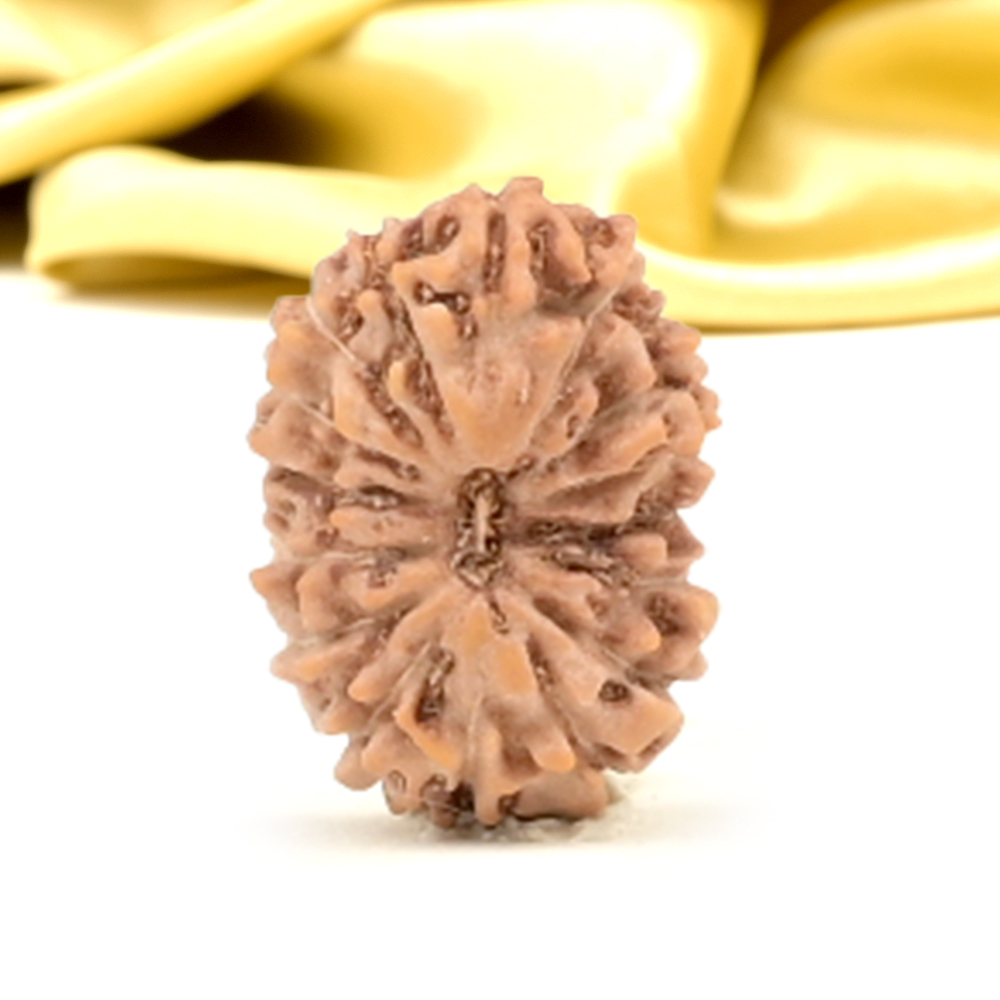 16 Mukhi from Java Indonesia Small - CLXIII