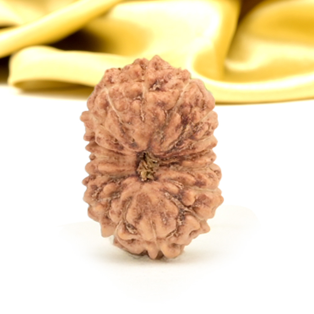 16 Mukhi from Java Indonesia Small - CXLIII