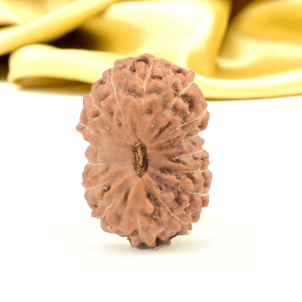 16 Mukhi from Java Indonesia Small - CXLIV