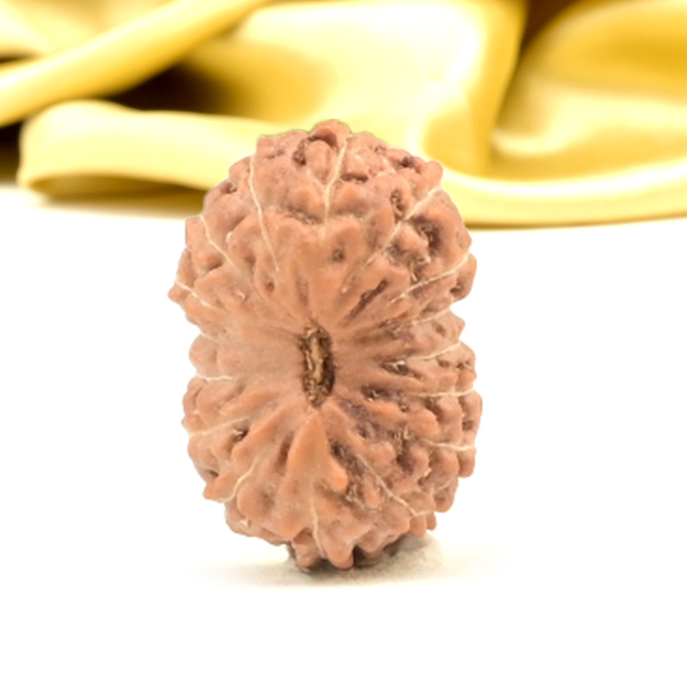 16 Mukhi from Java Indonesia Small - CXLV