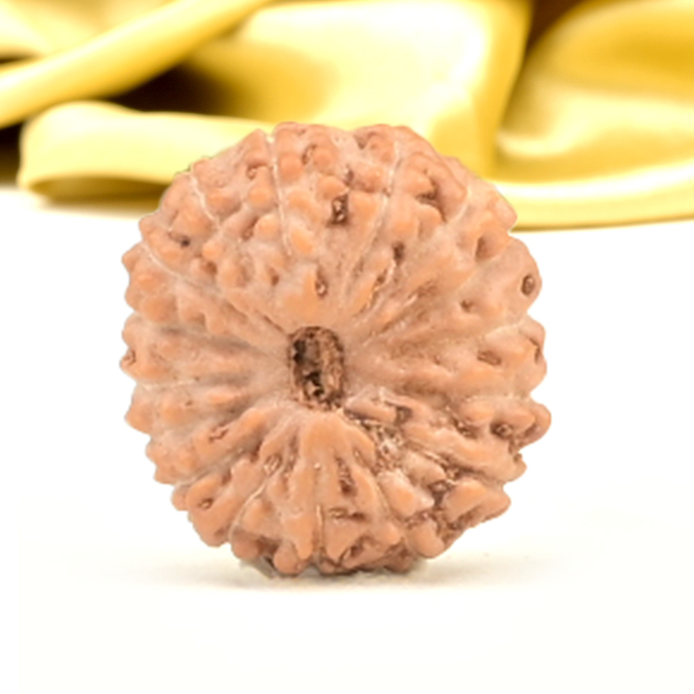 16 Mukhi from Java Indonesia Small - CXLVI