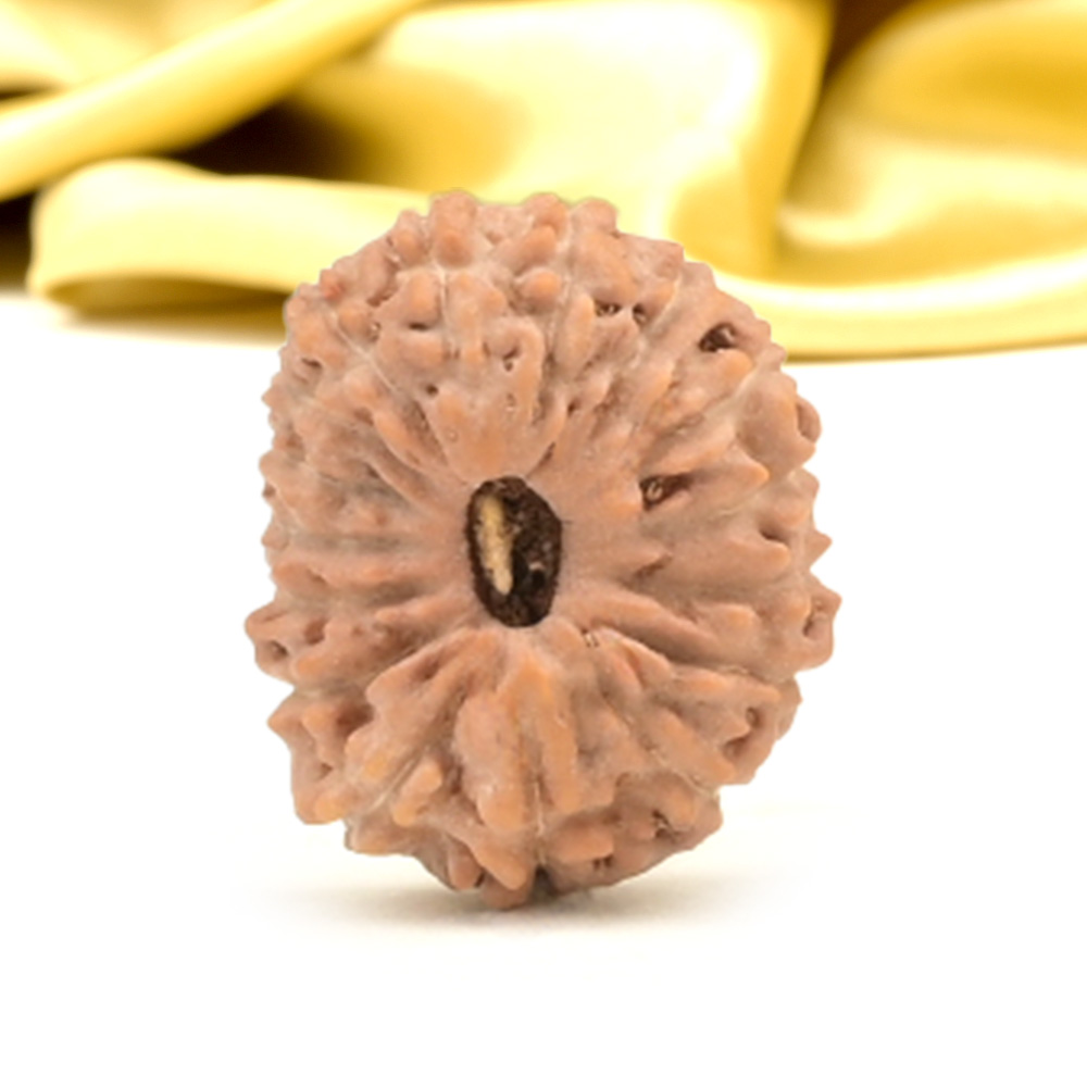 16 Mukhi from Java Indonesia Small - CXLVII